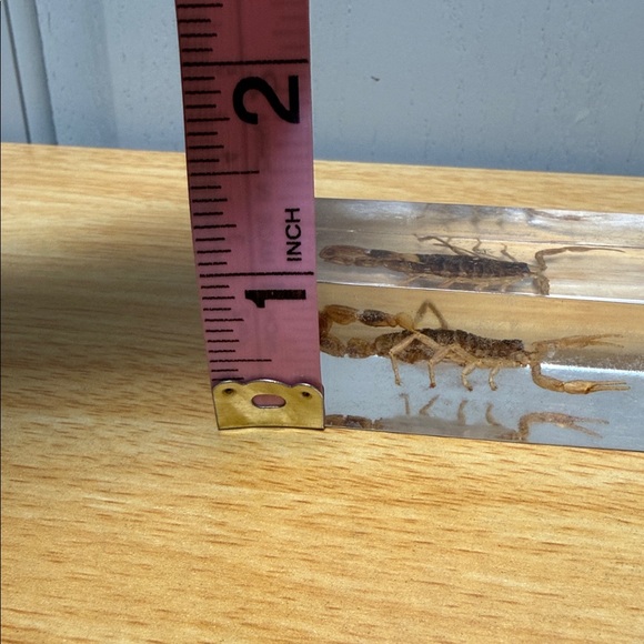 Scorpion Paperweight 🦂 - Picture 12 of 15